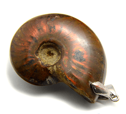 Ammonite