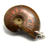 Ammonite