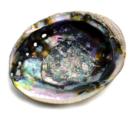 Abalone Shell