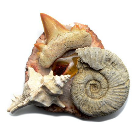 Fossil