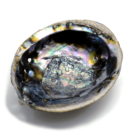 Abalone shell